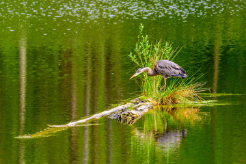 Great Blue Heron (Ardea herodias) standing on a small island in pond. It is the largest North American heron.