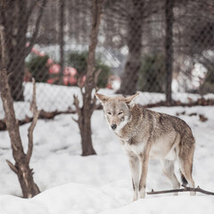Grey Timber Wolves standing in the middle of Winter