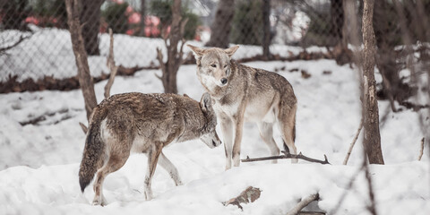 Grey Timber Wolves standing in the middle of Winter