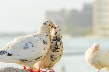 Two white pigeon