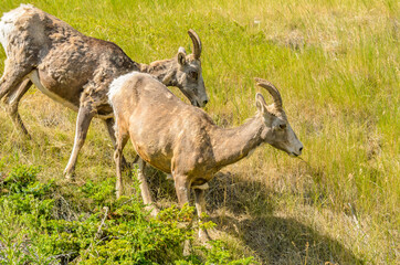 Rocky Mountain Bighorn Sheep, Jasper National Park, Alberta Canada