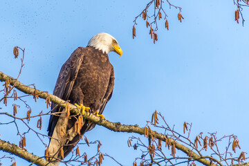 Portrait of a bald eagle (lat. haliaeetus leucocephalus)