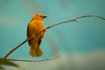 Orange Finch Bird Sitting on a Tree Branch
