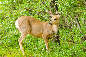 Whitetail deer in the forest of Rocky Mountains, Alberta, Canada.