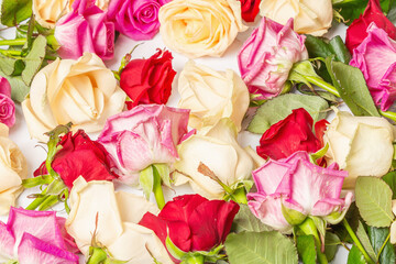 Assorted fresh multicolored roses isolated on white background
