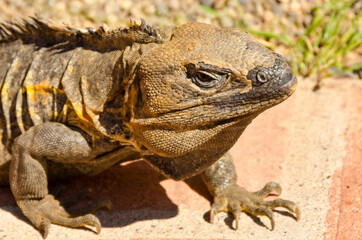 iguana on brick path