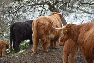 Highlander