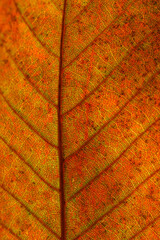 Close up macro of an Orange Fall Leaf vein details in Autumn