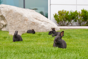 A group of panicing bunny rabbits on grass. Shallow depth of field. Focus on the closest rabbit.