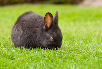 Bunny rabbit on grass.