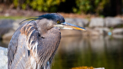 Great Blue Heron in Downtown of Vancouver, Canada.