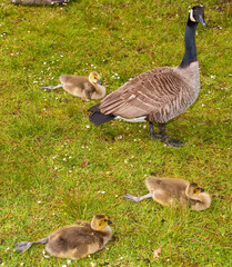 Canada goose with three young goslings resting on grass.