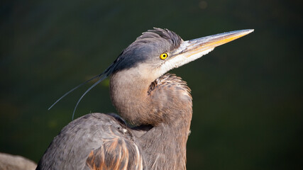 Great Blue Heron in Downtown of Vancouver, Canada.