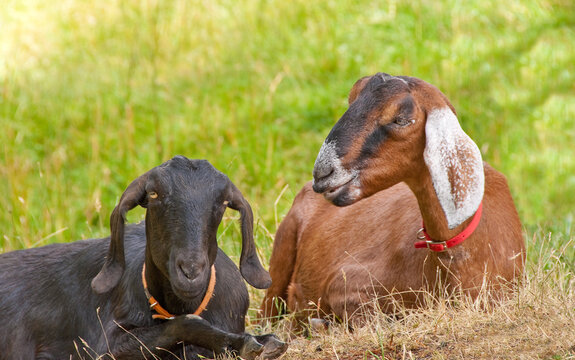 Black and brown goats resting.