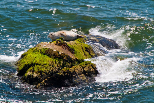 Seal on a rock surrounded by water