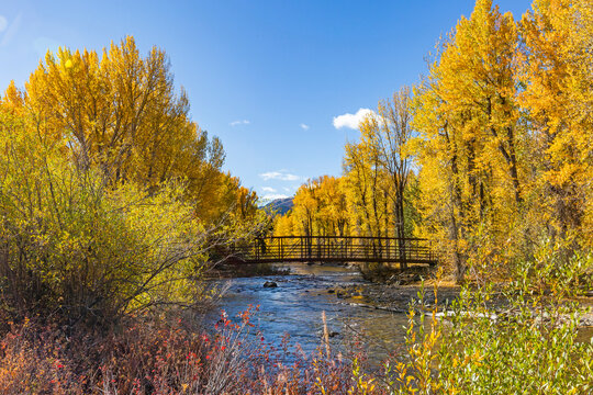 United States, Idaho,  Sun Valley, Big Wood River with autumn trees