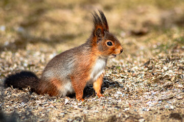Naklejka na ściany i meble European squirrel (Sciurus vulgaris) in the garden, eating sunflower seeds