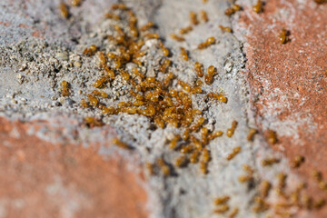 Citronella Ants on Brick in Springtime