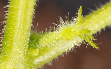 Small fruit of a cucumber on a plant.