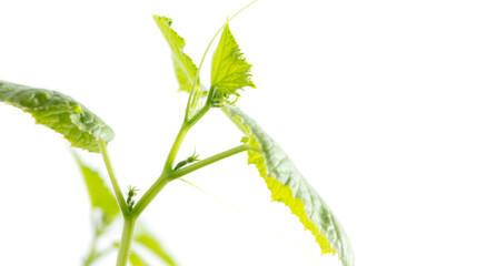 Green leaves of a cucumber plant isolated on a white