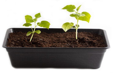 Small cucumber plant in the ground isolated on a white