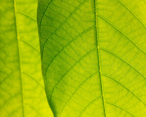 Close up of green leaf as background.