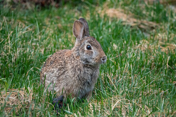 Naklejka na ściany i meble Eastern Cottontail Rabbit in Springtime