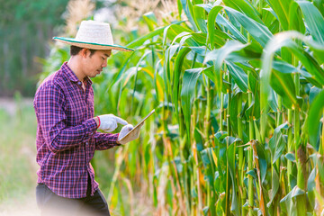 Man Asian farmer wearing a red plaid shirt with hat and white gloves.Take a tablet to use modern farming technology. concept of using electronic equipment for modern agriculture