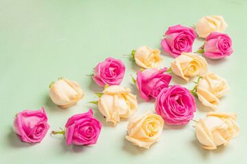 The pattern of fresh multicolored roses on a light green background