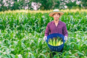 Man Asian farmer wearing a red plaid shirt with hat and white gloves.Stand holding a blue basket with fresh pods of corn in corn garden.