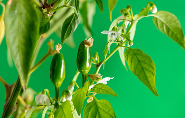 Close up of green chili peppers