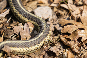 Eastern Garter Snake in Springtime