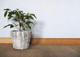 phycus bush in a beautiful pot stands on a wooden floor 