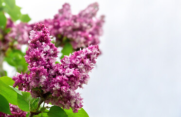 Pink violet flowers lilac on twigs in garden in a spring day on background cloudy sky with space for text