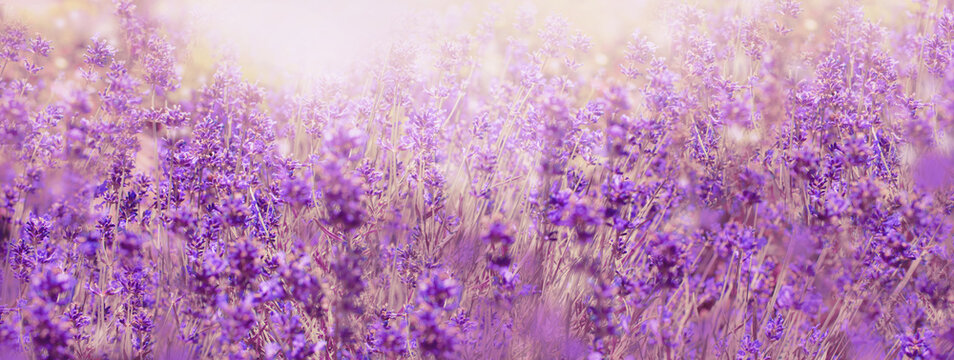 Lavender field in summer day