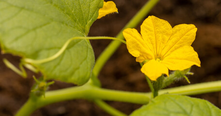 Close-up of a yellow flower on a cucumber.