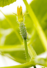 Close-up of a yellow flower on a cucumber.