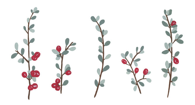Isolated gouache hand painted red cotoneaster berries on white background.  Evergreen winter berries.  Botanical foliage