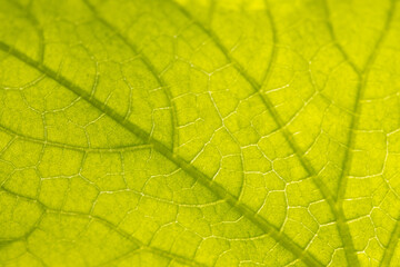 Close up of green leaf as background.