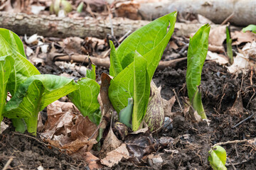 Eastern Skunk Cabbage Emerging in Springtime