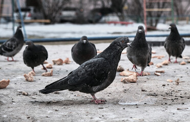 Obraz premium A flock of pigeons that look epically into the camera, in the center stands the main pigeon