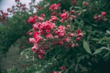 Obraz premium Shrub rose, small roses, garden, flowers for the garden, pink roses, nature, background, garden, plants