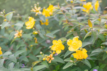 Yellow flowers in summer day light. Blooming bush in garden