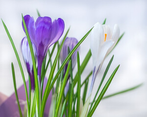 Plakat Beautiful spring crocus flowers on a white background