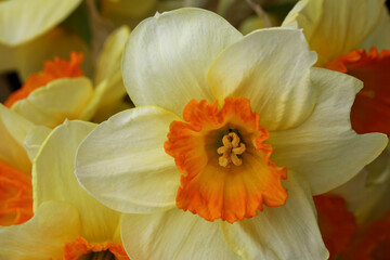 Daffodil flower close up