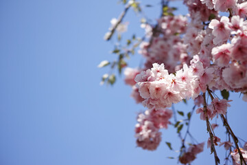 青空をバックに枝垂れ桜をアップで撮影