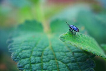 Bug on leaf 