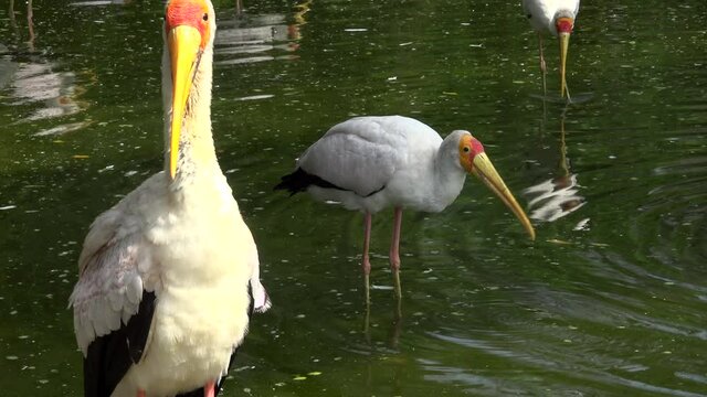 asian pelicans relaxing on hot weather and drinking water.