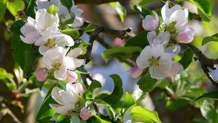 Apfelbaumblüte in zartrosa und weiß