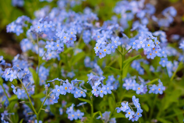Little blue forget-me-not flowers in spring home garden.